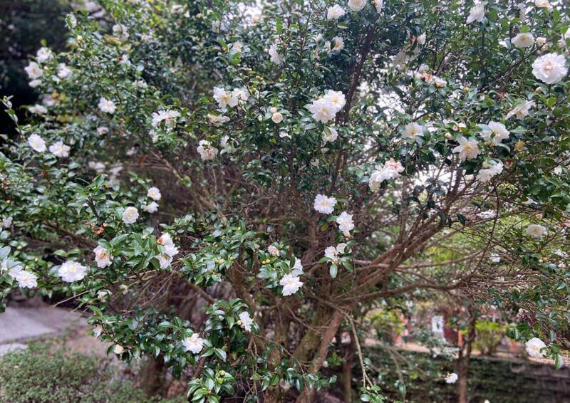 大野嶽神社の山茶花 2021年11月10日